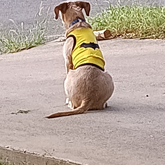 Meet your Posher, Sergio - Picture 2 of 2